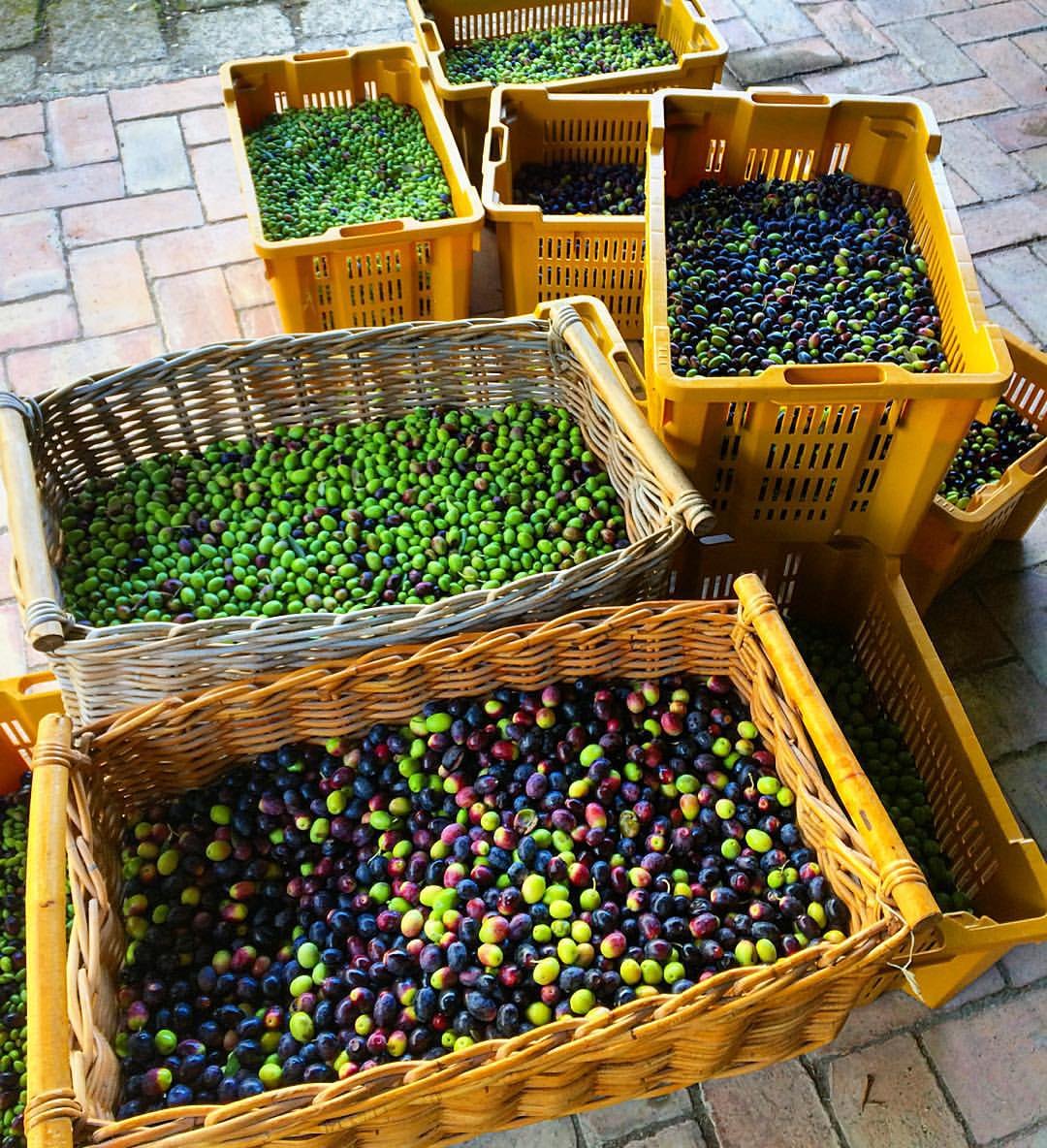 Cassette e ceste di olive appena raccolte a Formello, pronte per il frantoio