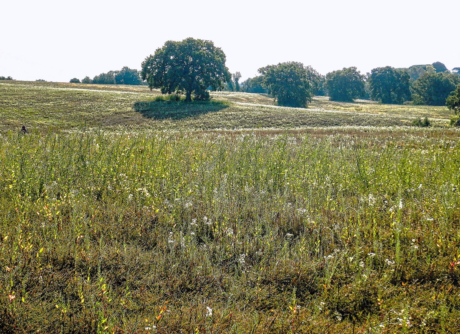 Campi e querce.jpg
