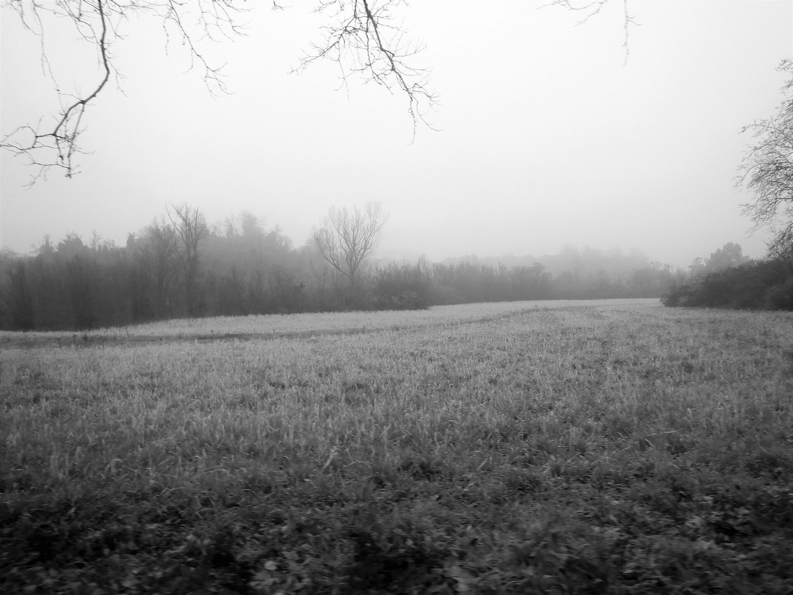Il Parco nella nebbia.jpg
