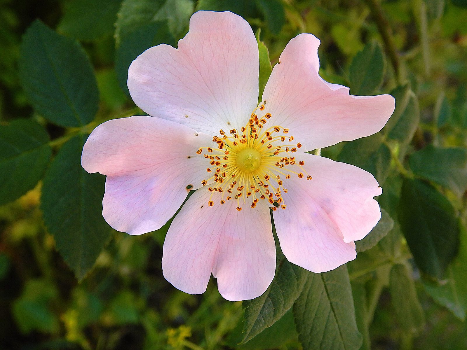 Fiore di Rosa canina.jpg